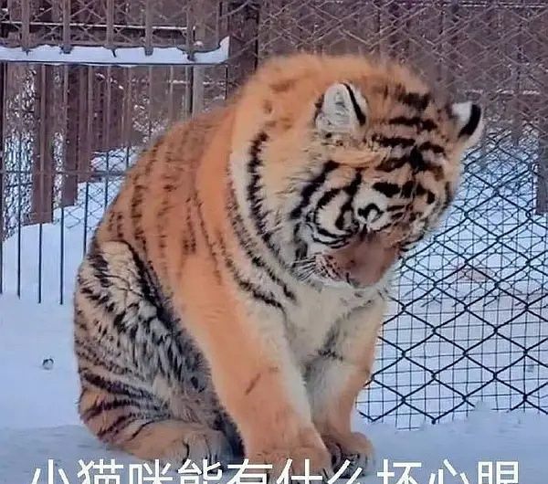 能有什么坏心眼呢梗的含义及出处介绍