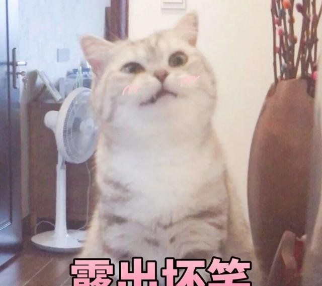 猫猫能有什么坏心眼呢梗意思说明