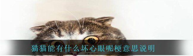 猫猫能有什么坏心眼呢梗意思说明