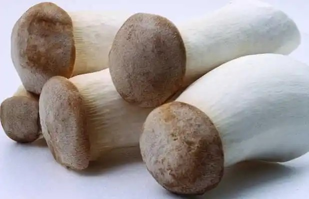鸡腿菇不能与酒同食吗