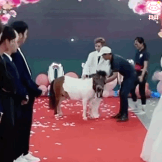 《抖音》殷世航求婚表情包大全GIF动图