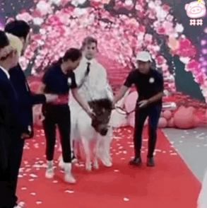 《抖音》殷世航求婚表情包大全GIF动图