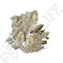 艾尔登法环蘑菇获取方法-艾尔登法环蘑菇获取方法攻略